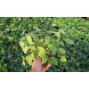 Epimedium Younga 'Niveum' | Epimedium x youngianum