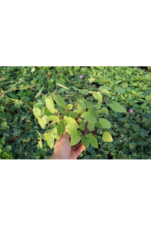 Epimedium Younga 'Niveum' | Epimedium x youngianum