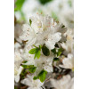 Azalia japońska 'Kermesina Alba' | Azalea japonica