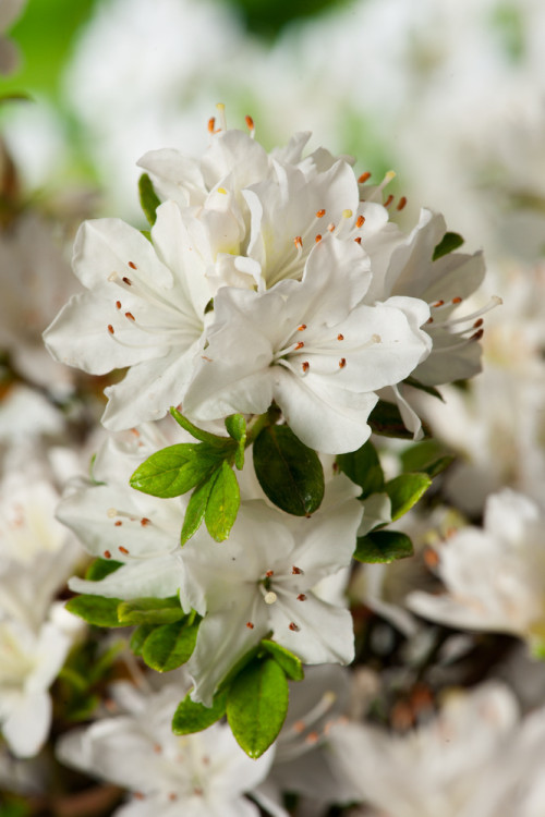 Azalia japońska 'Kermesina Alba' | Azalea japonica