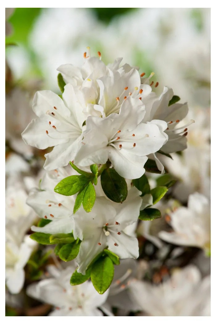 Azalia japońska 'Kermesina Alba' | Azalea japonica