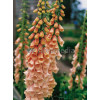 Naparstnica purpurowa 'Apricot' Digitalis purpurea