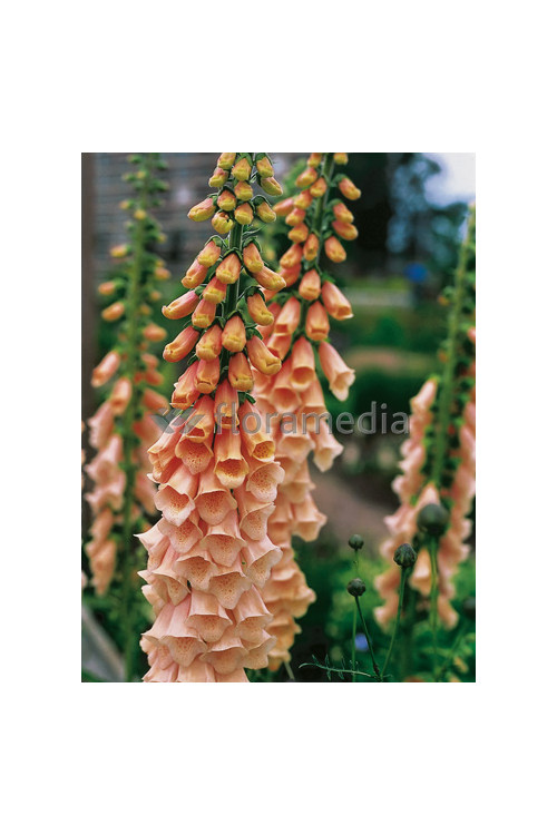 Naparstnica purpurowa 'Apricot' Digitalis purpurea