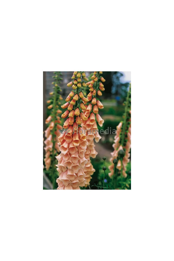 Naparstnica purpurowa 'Apricot' Digitalis purpurea