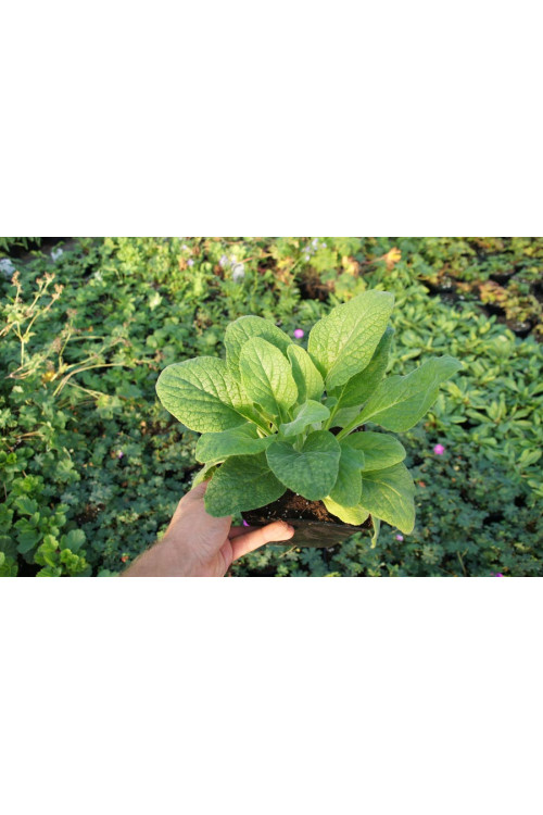 Naparstnica purpurowa 'Apricot' Digitalis purpurea