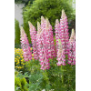 Łubin trwały 'The Chatelaine' Lupinus polyphyllus