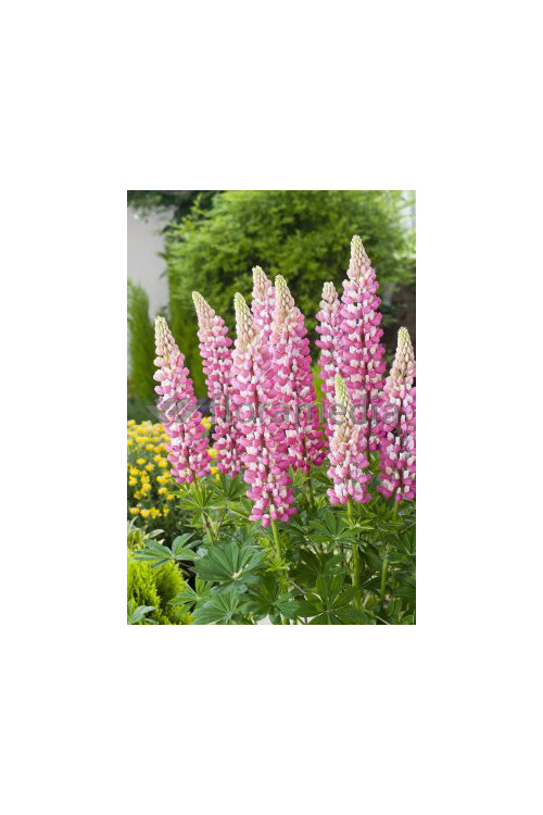 Łubin trwały 'The Chatelaine' Lupinus polyphyllus