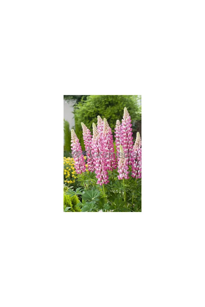 Łubin trwały 'The Chatelaine' Lupinus polyphyllus