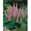 Łubin trwały 'The Chatelaine' Lupinus polyphyllus