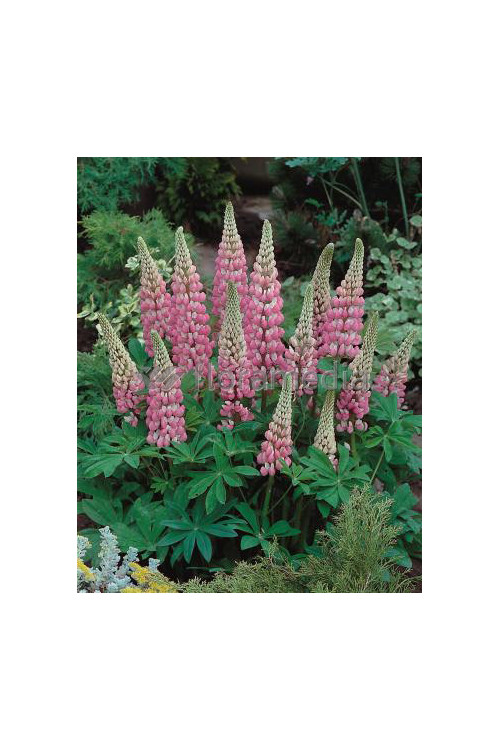 Łubin trwały 'The Chatelaine' Lupinus polyphyllus