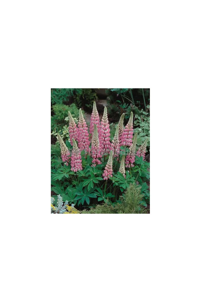 Łubin trwały 'The Chatelaine' Lupinus polyphyllus