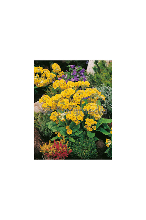 Pierwiosnek lekarski 'Orange with Yellow' Primula veris