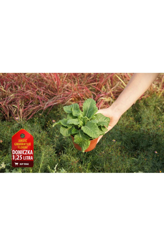 Pierwiosnek lekarski 'Orange with Yellow' Primula veris