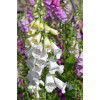 Naparstnica purpurowa 'Snow Timble' Digitalis purpurea