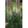 Naparstnica purpurowa 'Snow Timble' Digitalis purpurea