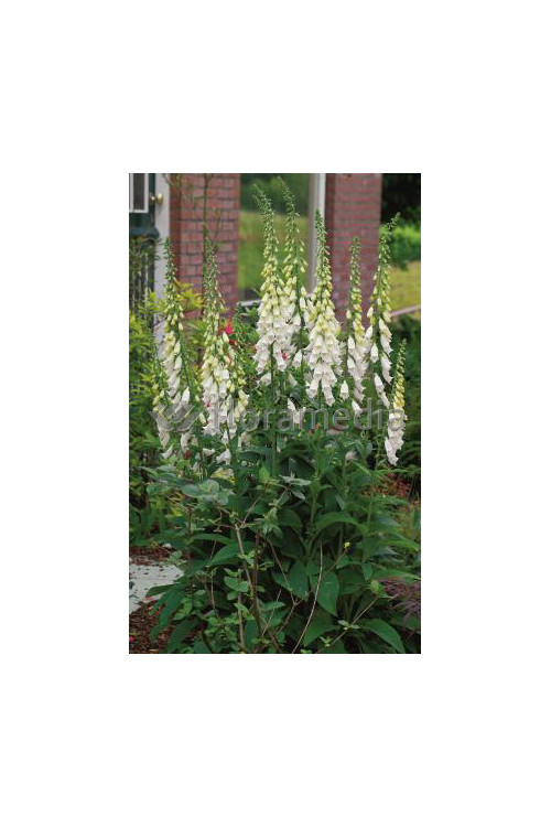 Naparstnica purpurowa 'Snow Timble' Digitalis purpurea