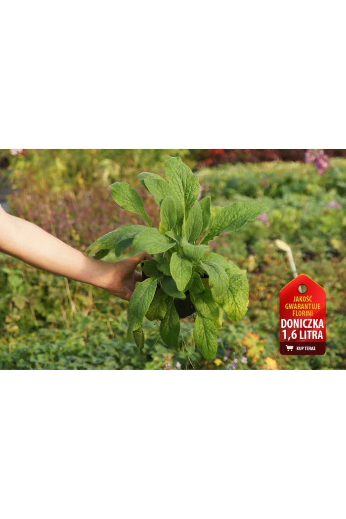 Naparstnica purpurowa 'Snow Timble' Digitalis purpurea