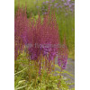 Tawułka chińska 'Purpurlanze' Astilbe Astilbe chinensis var. taquetii