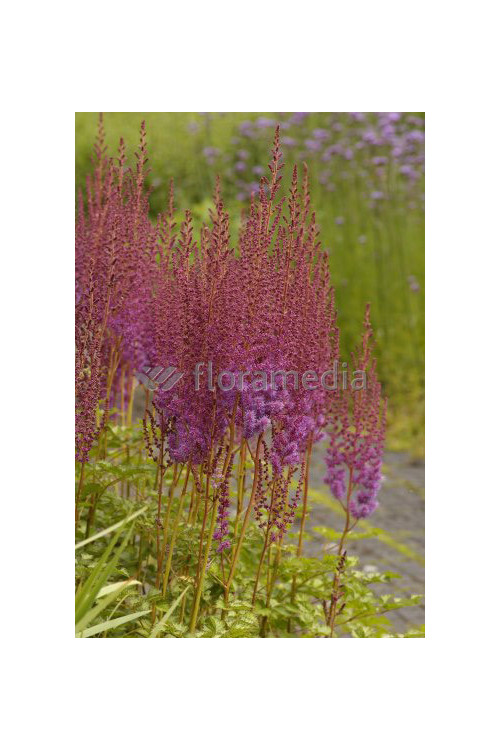 Tawułka chińska 'Purpurlanze' Astilbe Astilbe chinensis var. taquetii