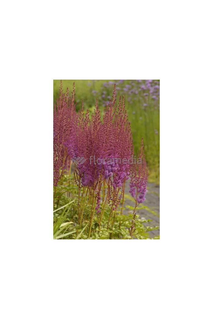 Tawułka chińska 'Purpurlanze' Astilbe Astilbe chinensis var. taquetii