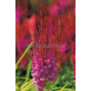 Tawułka chińska 'Purpurlanze' Astilbe Astilbe chinensis var. taquetii
