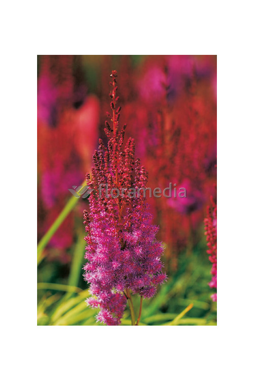 Tawułka chińska 'Purpurlanze' Astilbe Astilbe chinensis var. taquetii