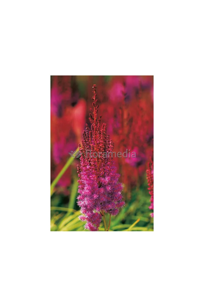 Tawułka chińska 'Purpurlanze' Astilbe Astilbe chinensis var. taquetii