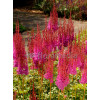 Tawułka chińska 'Purpurlanze' Astilbe Astilbe chinensis var. taquetii