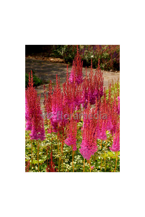 Tawułka chińska 'Purpurlanze' Astilbe Astilbe chinensis var. taquetii
