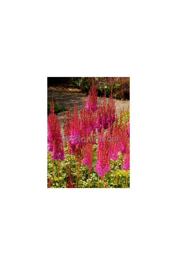 Tawułka chińska 'Purpurlanze' Astilbe Astilbe chinensis var. taquetii