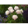 Piwonia chińska 'Shirley Temple' | Paeonia lactiflora