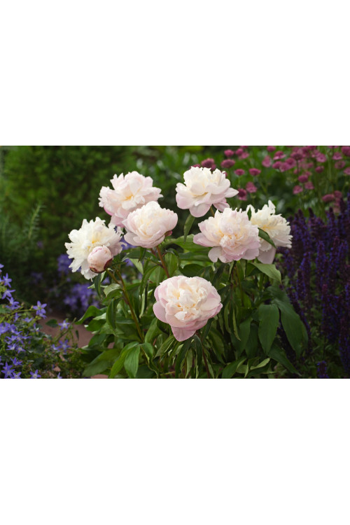 Piwonia chińska 'Shirley Temple' | Paeonia lactiflora