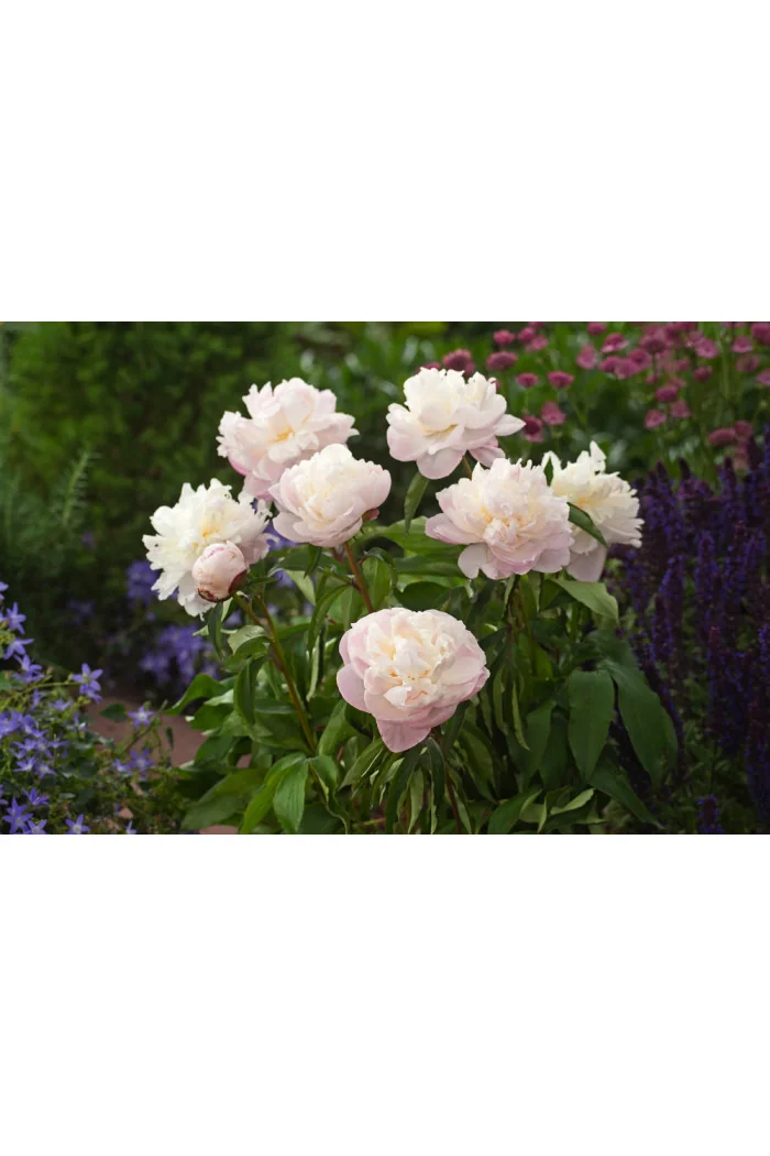 Piwonia chińska 'Shirley Temple' | Paeonia lactiflora
