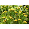 Żeleźniak Russela | Phlomis Russeliana