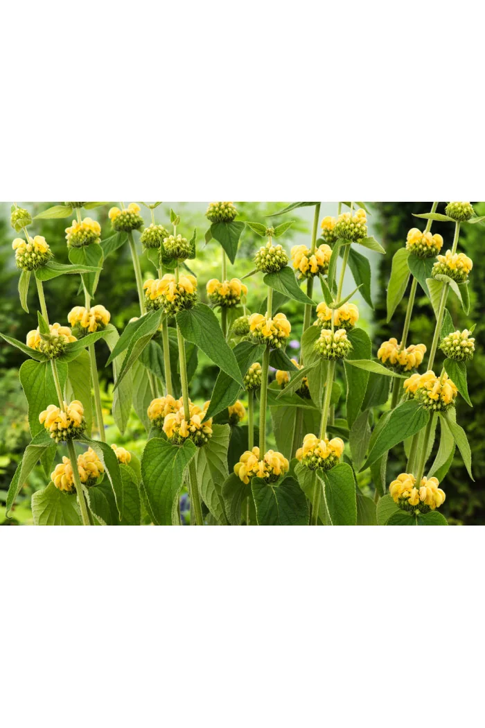 Żeleźniak Russela | Phlomis Russeliana