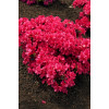 Azalia japońska 'Maruschka' | Azalea japonica