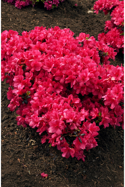 Azalia japońska 'Maruschka' | Azalea japonica