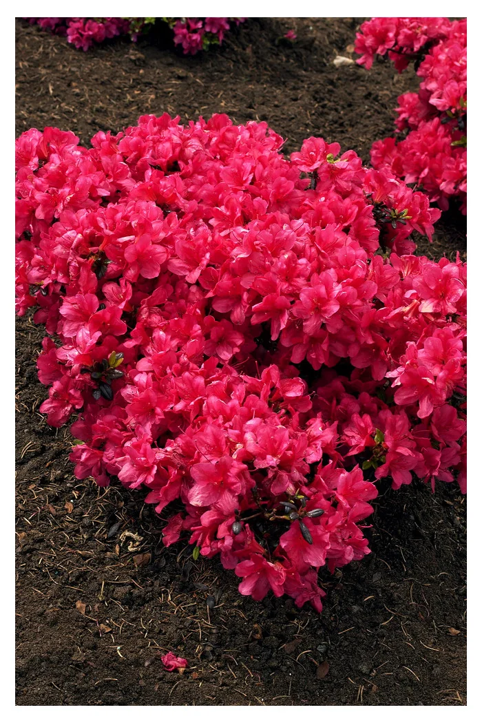 Azalia japońska 'Maruschka' | Azalea japonica
