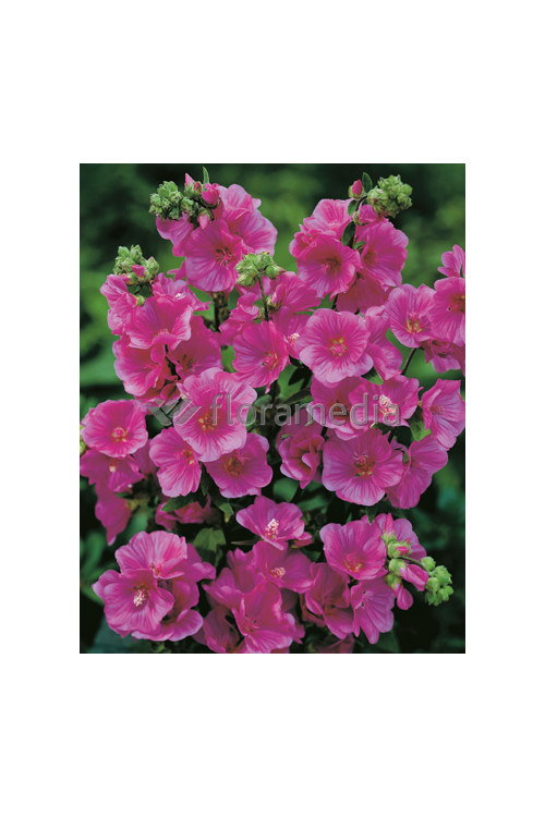 Ślazówka 'Burgundy Wine' | Lavatera