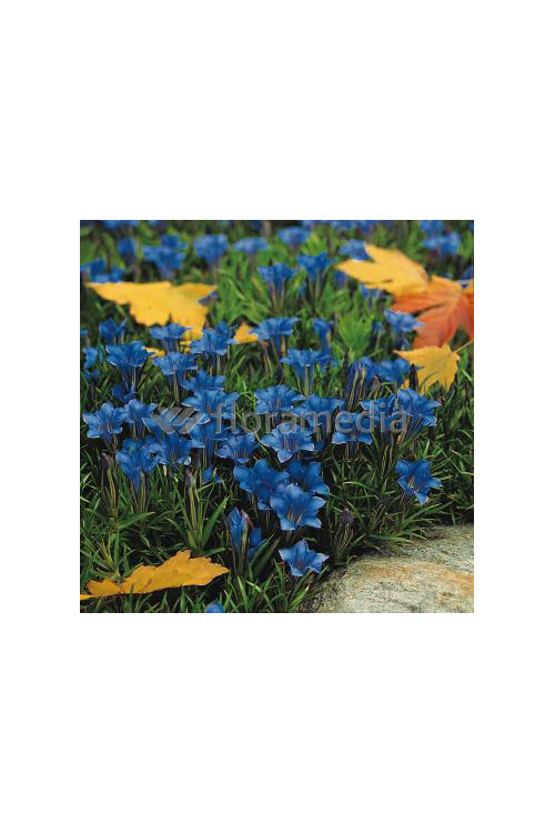 Goryczka jesienna 'Blue Diamond' Gentiana sino-ornata