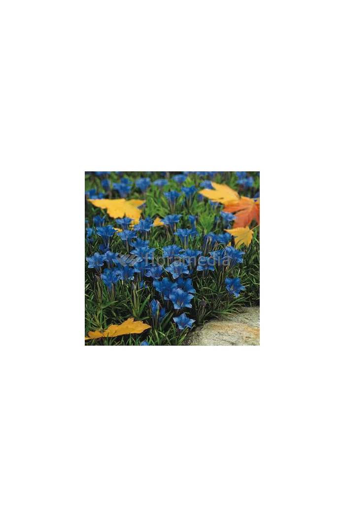 Goryczka jesienna 'Blue Diamond' Gentiana sino-ornata