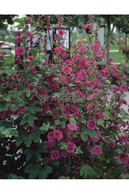 Ślazówka 'Burgundy Wine' | Lavatera