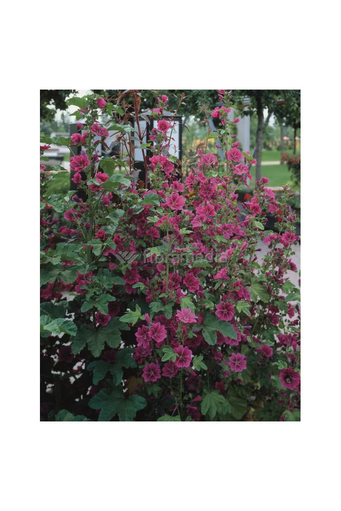 Ślazówka 'Burgundy Wine' | Lavatera