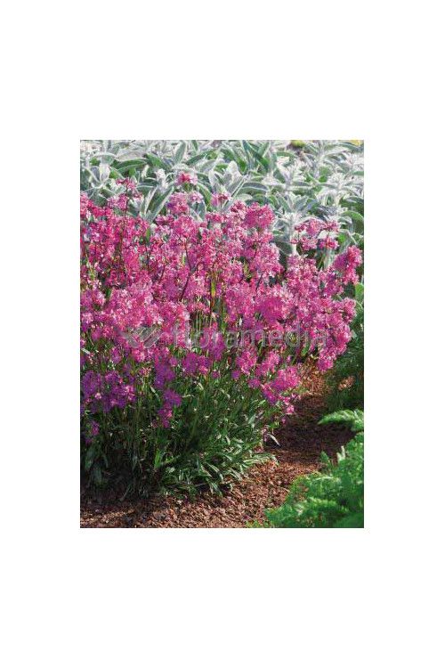 Firletka smółka 'Feuer' Lychnis viscaria splendens