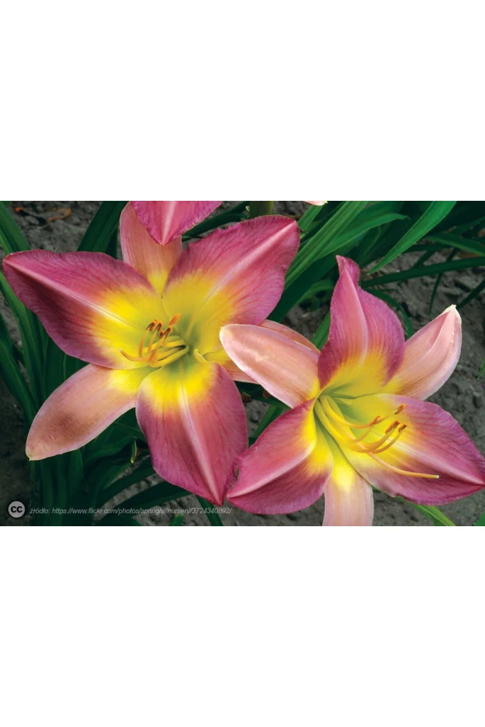 Liliowiec 'Nile Crane' Hemerocallis