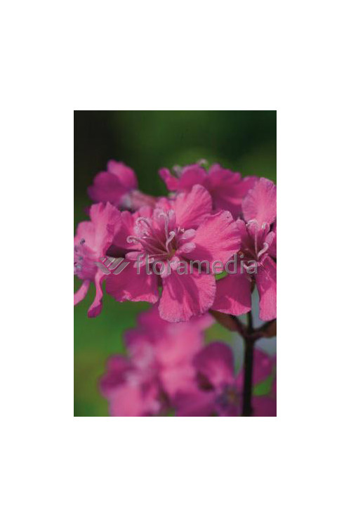 Firletka smółka 'Feuer' Lychnis viscaria splendens