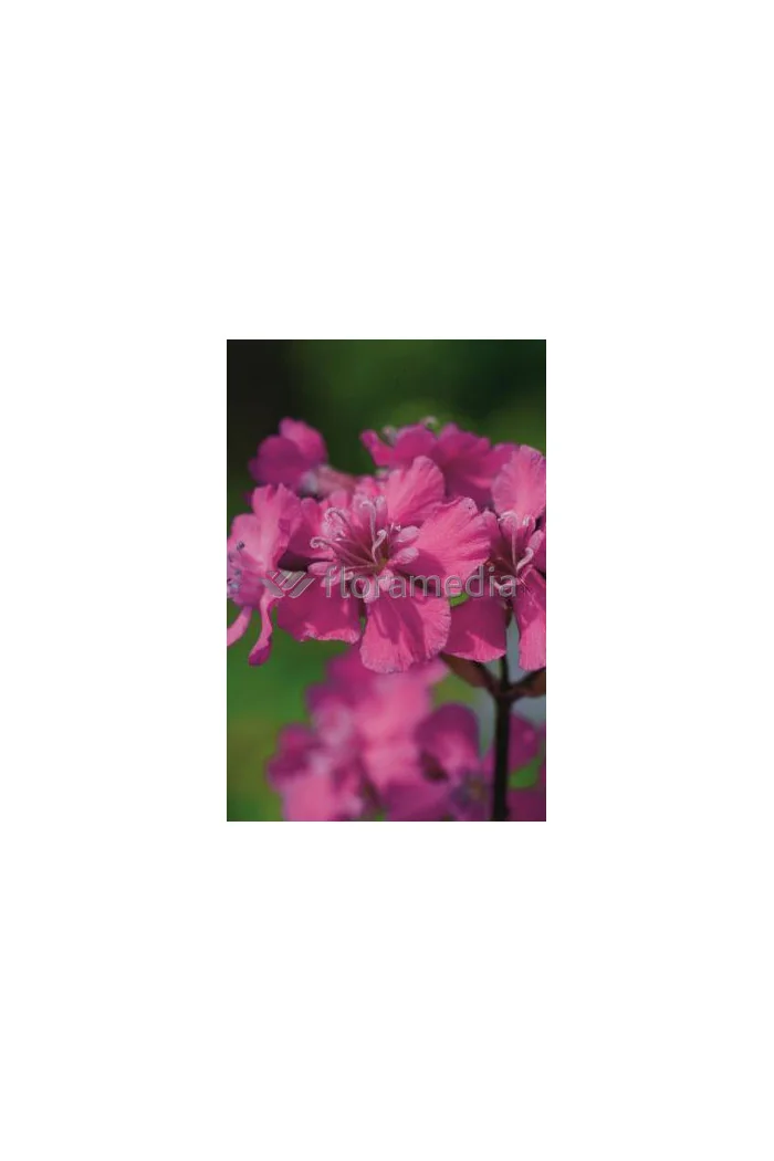 Firletka smółka 'Feuer' Lychnis viscaria splendens