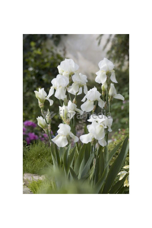 Kosaciec (Irys) niski 'Lilly White' Iris barbata nana