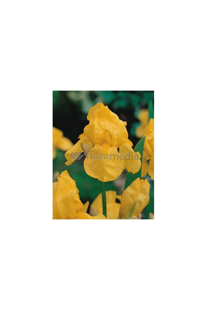 Kosaciec (Irys) bródkowy 'Ola Kala' Iris barbata