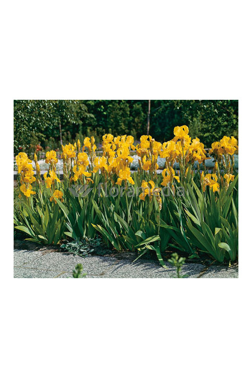 Kosaciec (Irys) bródkowy 'Ola Kala' Iris barbata